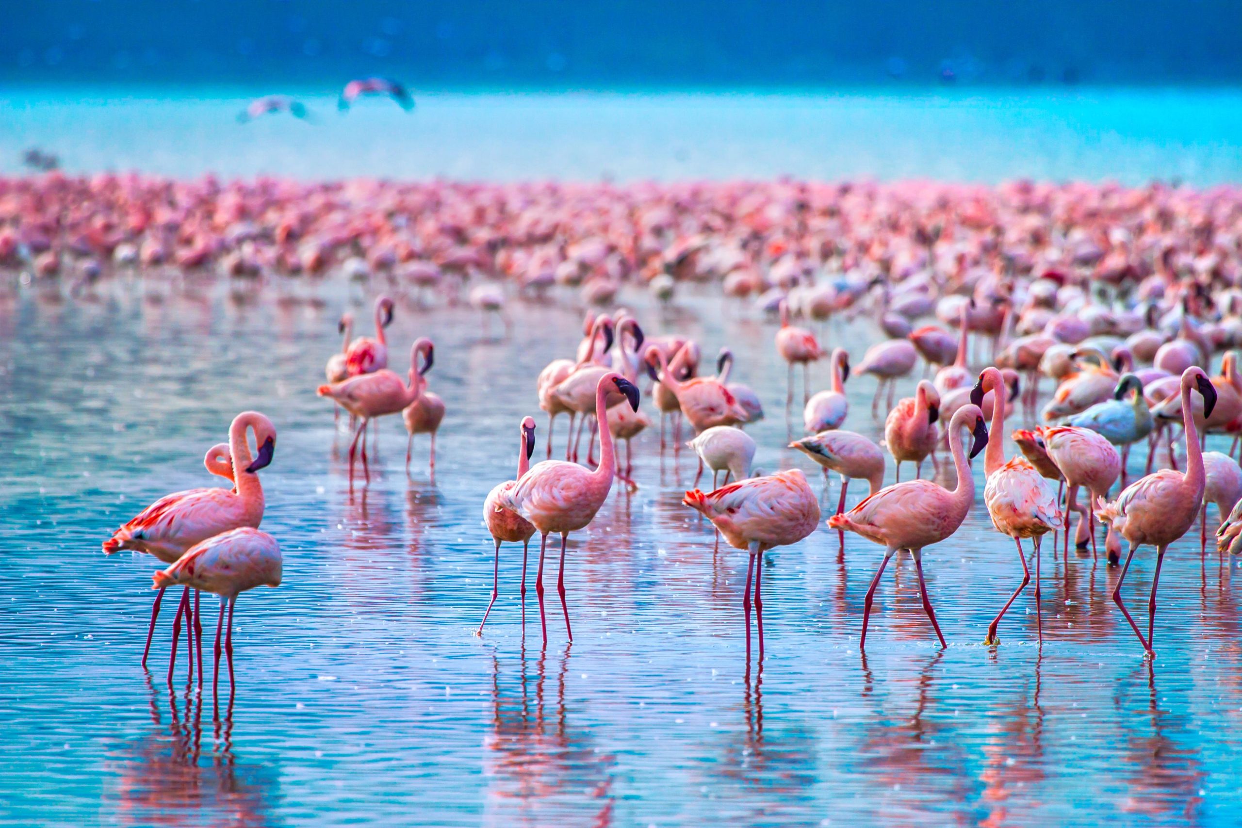 Lake Nakuru National Park: A Paradise for Nature Enthusiasts