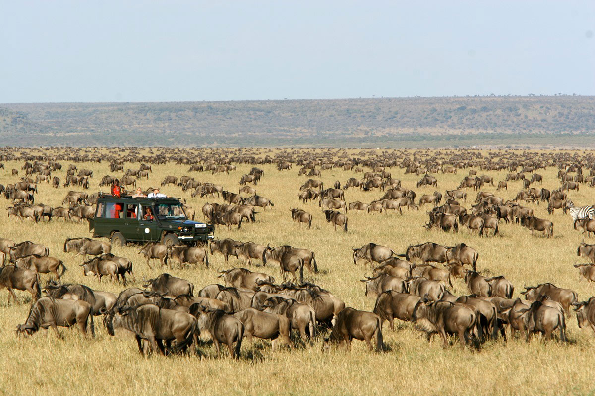 Maasai Mara: Discover the Untamed Wilderness