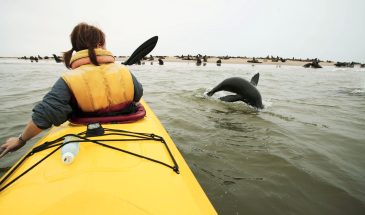 seal-jump-by-kayak-walvis-bay-skeleton-coast-namibia-southern-africa-africa_d6c721515e